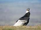 Andean condor female in Patagonia. South America, Chile, Magallanes. Art Print